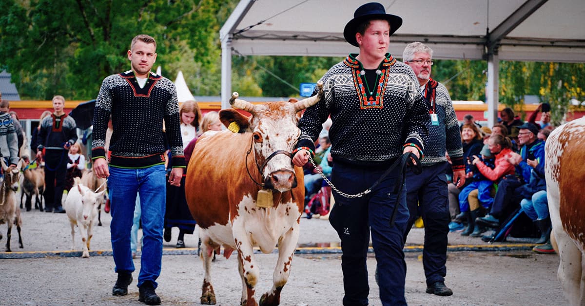 Dyrsku’n – from cattle market to folk festival