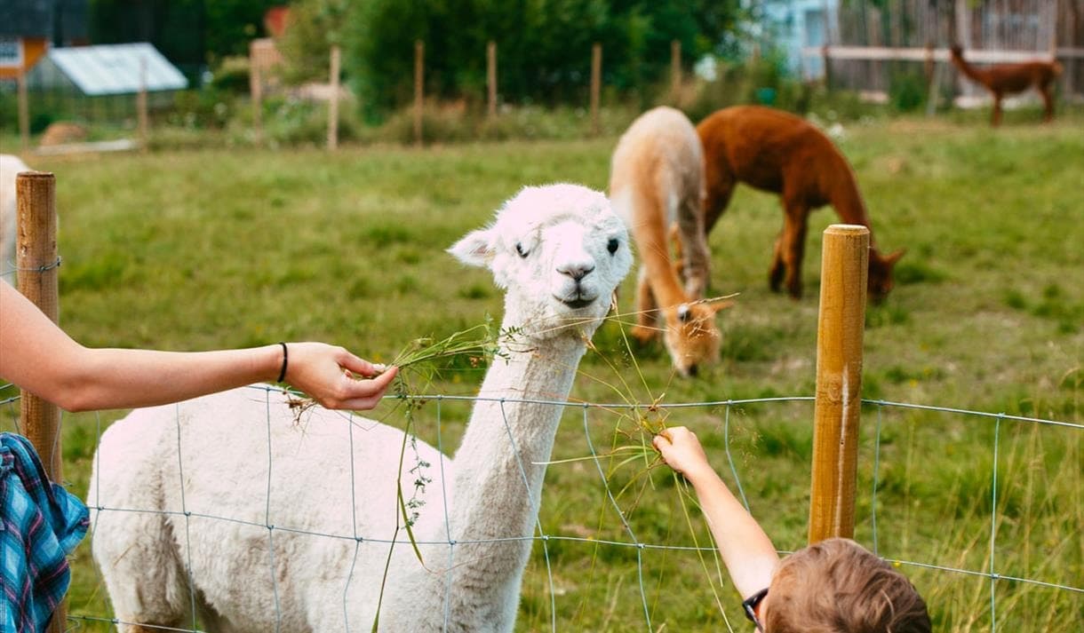 Meet the alpacas at Svenseid