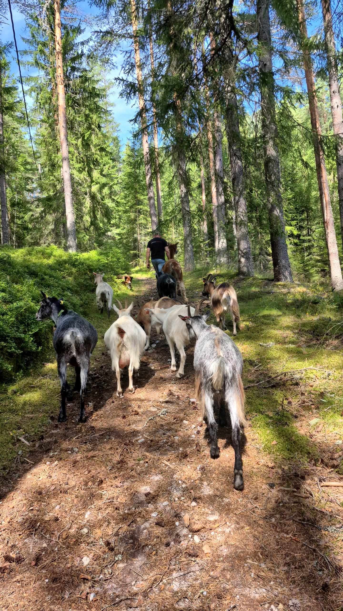 Alpaca/Goat Hike
